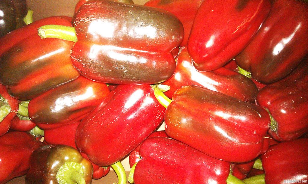 Fresh Capsicum / Bell Pepper / Sweet Pepper / Paprika