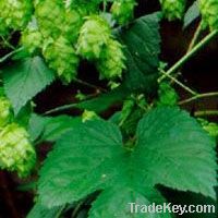 Hops Extract