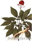 Panax Ginseng Extract