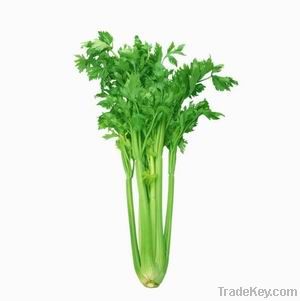 Celery Seed Extract