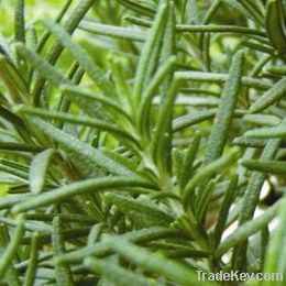 Rosemary Extract