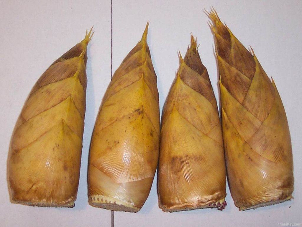 Fresh Winter Bamboo Shoots