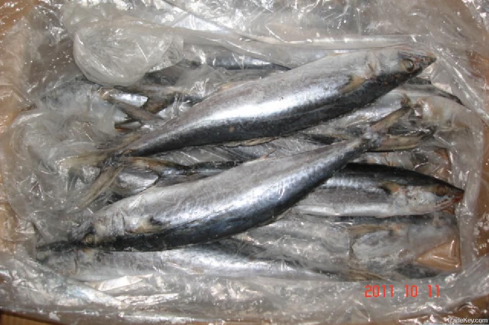 Frozen Spanish mackerel