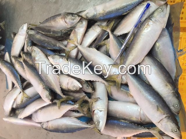 indian mackerel