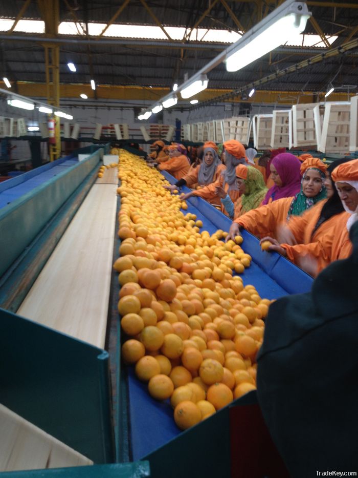 FRESH FRUITS AND VEGETABLES FROM MOROCCO