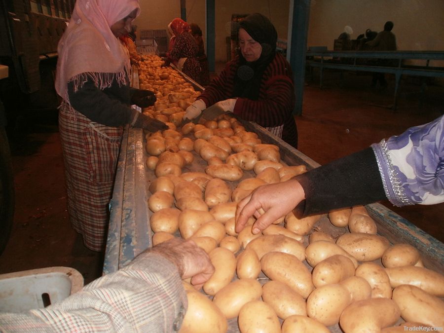 FRESH FRUITS AND VEGETABLES FROM MOROCCO