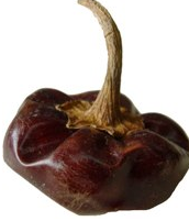 cascabel