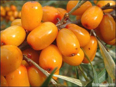 Sea buckthorn extract