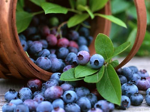 Bilberry extract