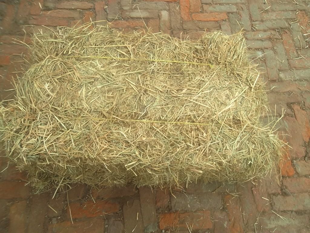 Rhodes Grass Hay