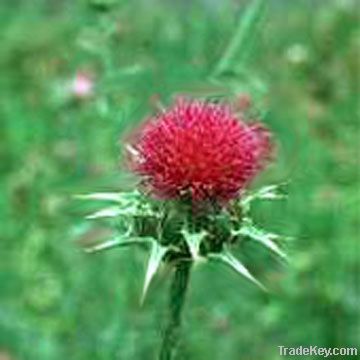 Milk Thistle Extract