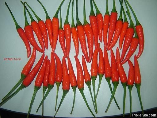 FRESH RED CHILLI