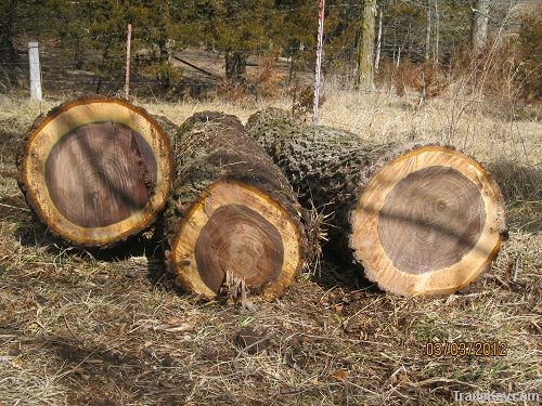 Black Walnut Logs