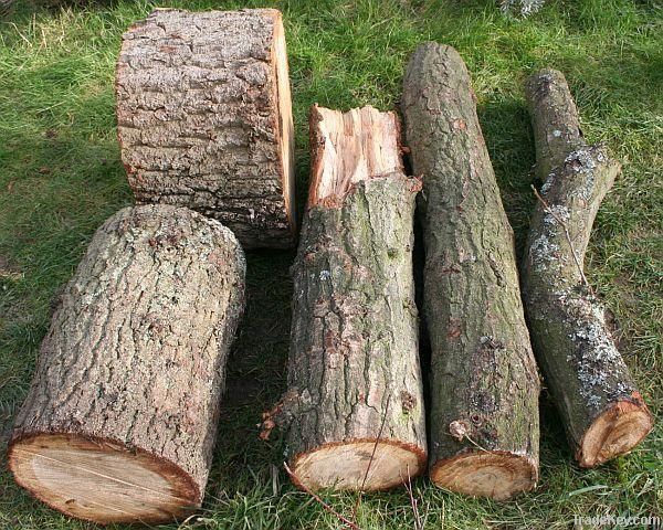 Oak Logs