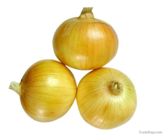 Fresh Onion