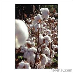 Raw Cotton &amp; Cotton Waste