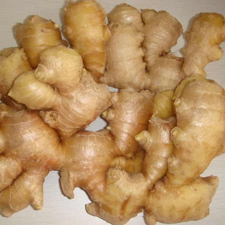 Ginger