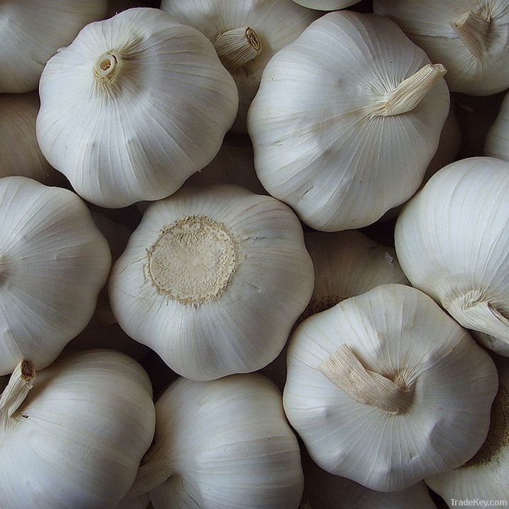 Garlic