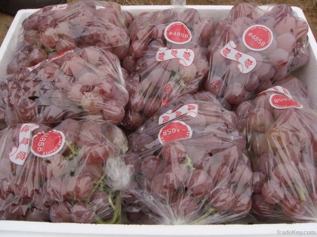 Red Globe Grape