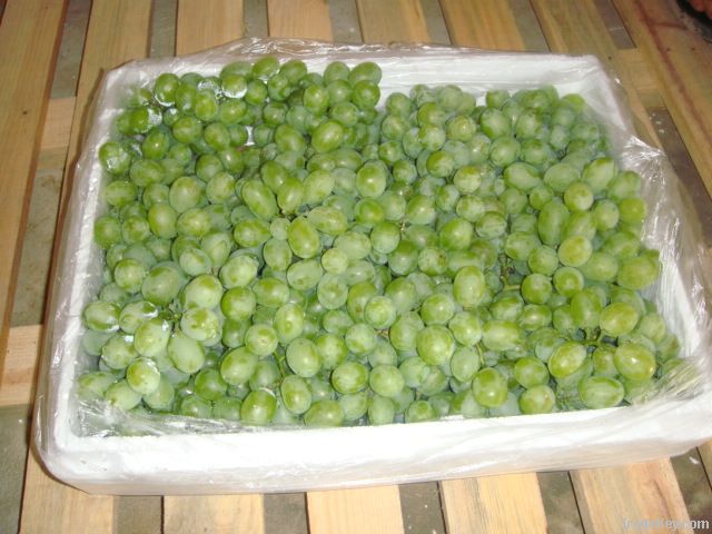 fresh seedless green grape