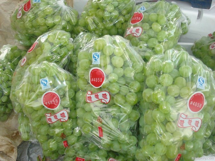 fresh seedless green grape