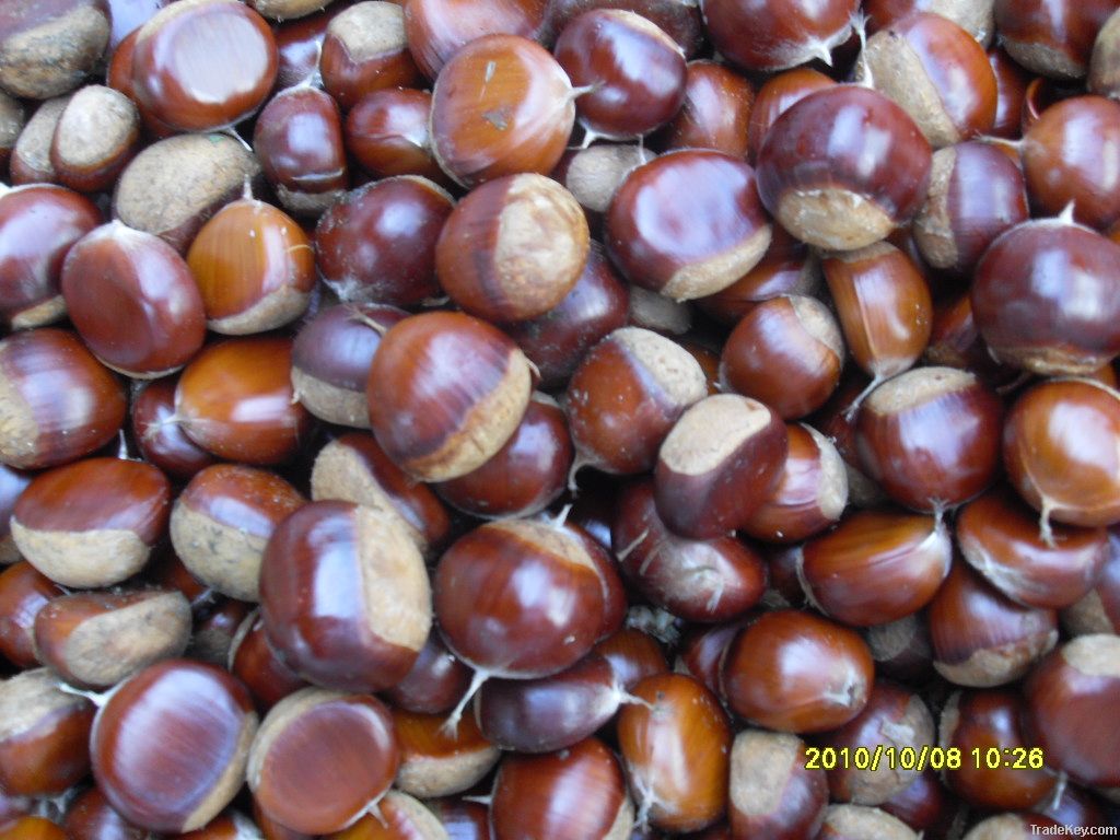 chestnut