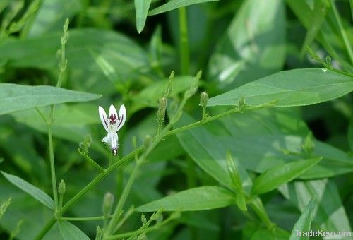 Scutellaria P.E.