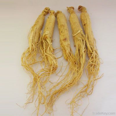 Ginseng Extract