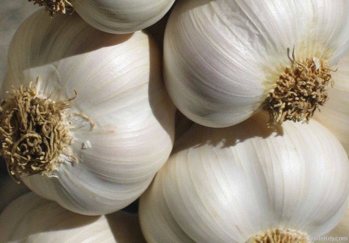 Fresh Garlic