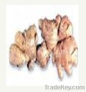 Ginger Root Extract