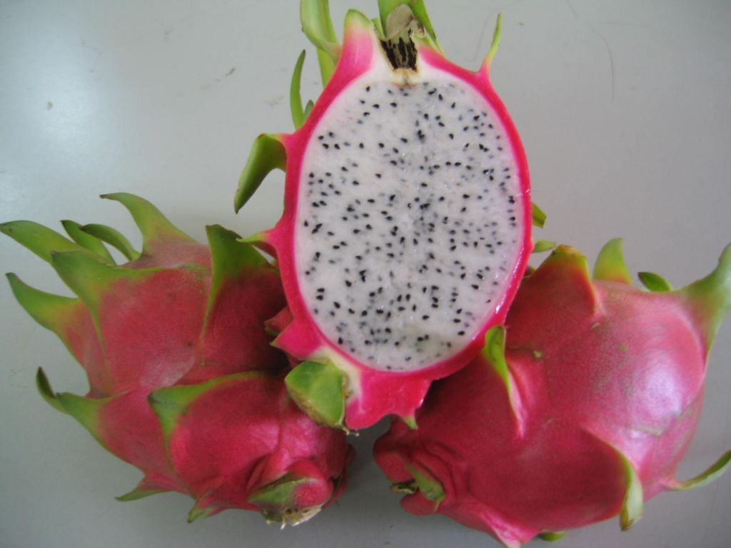 FRESH DRAGON FRUITS