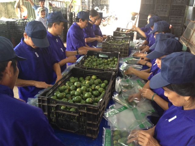 FRESH BETEL NUTS