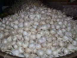 FRESH VIET NAM GARLIC