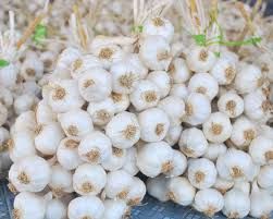 FRESH VIET NAM GARLIC