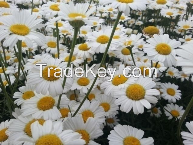 Natural Pyrethrum 25%,50%,70%