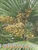 Saw Palmetto Fruit Extract