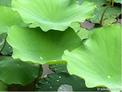 Lotus leaf Extract