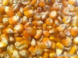  Maize | Maize Exporter | Corn Grain Seller | Maize Buyer | Bulk Maize Grain Importer | Corn bean Buyer | Corn bean Wholesaler | Corn Grain Manufacturer | Best Quality Corn Grain | Cheap Maize Supplier | Low Price Corn | Yellow Corn | White Cron | Baby Ma