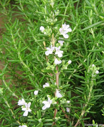 5%-90% Rosemary Essential Oil