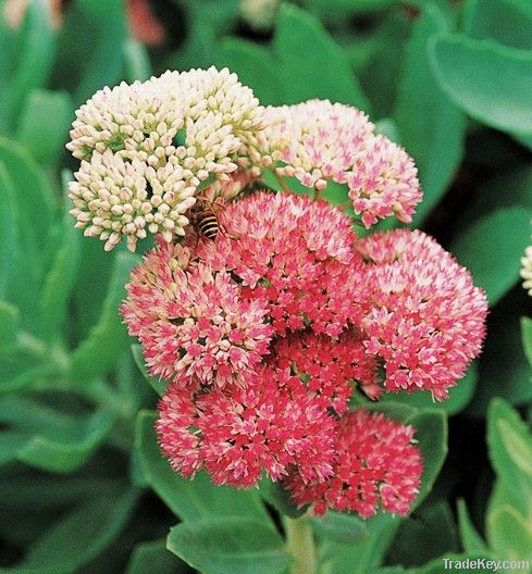 Rhodiola Extract