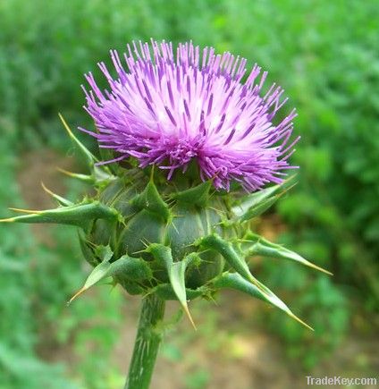 Milk Thistle P.E.,