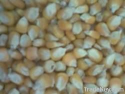 Maize | Maize Exporter | Corn Grain Seller | Maize Buyer | Bulk Maize Grain Importer | Corn bean Buyer | Corn bean Wholesaler | Corn Grain Manufacturer | Best Quality Corn Grain | Cheap Maize Supplier | Low Price Corn | Yellow Corn | White Cron | Baby Mai