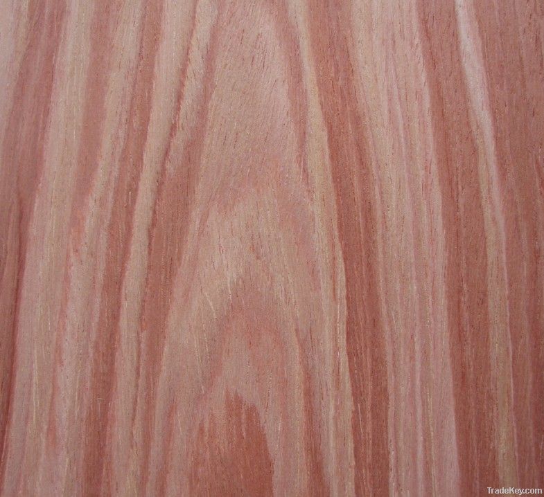 Engineered American tulipwood veneer