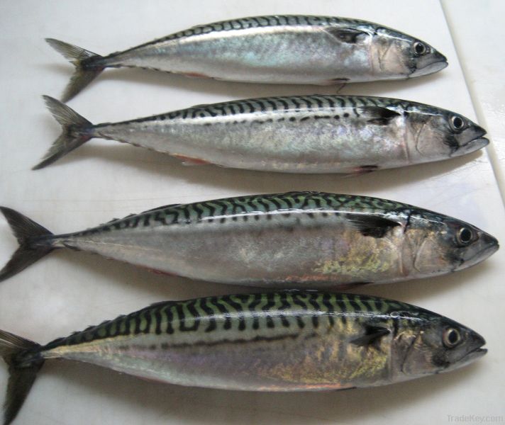 Mackerel