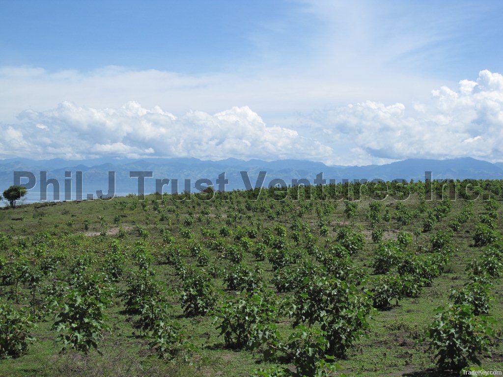 Jatropha Plantation