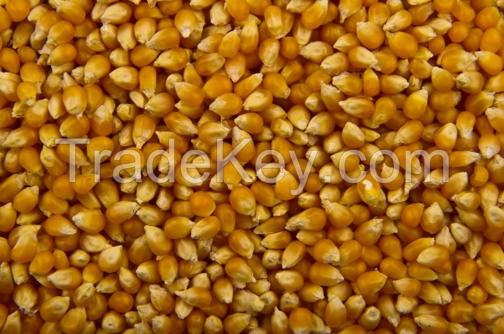 Yellow corn/Maize