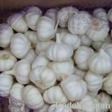 Fresh Garlic