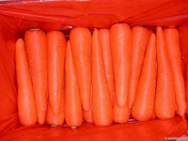 2012 New Crop Fresh Carrots