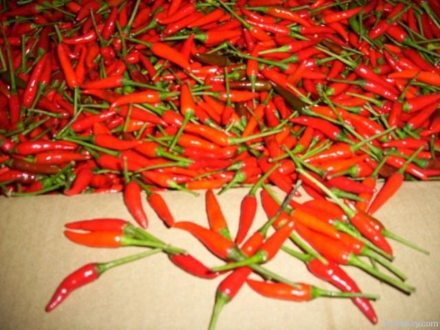 Red Chili