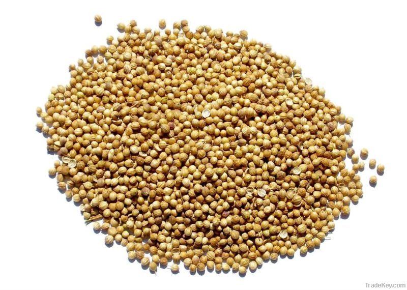 coriander seeds